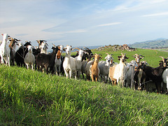 Irish curses goats