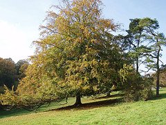 Celtic Druid meaning Knowledge of the Oak