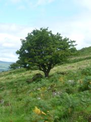 Celtic religion - fairy tree