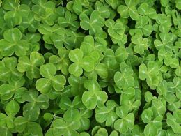 Picture of a shamrock
